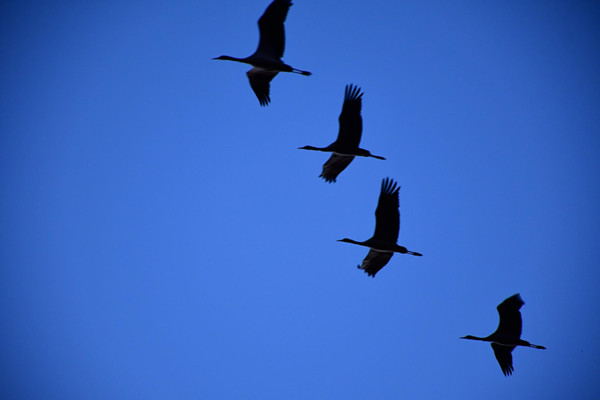 2018041222393747423.jpg 2018041222393747423.jpg